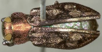 Media type: image;   Entomology 8113 Aspect: habitus dorsal view